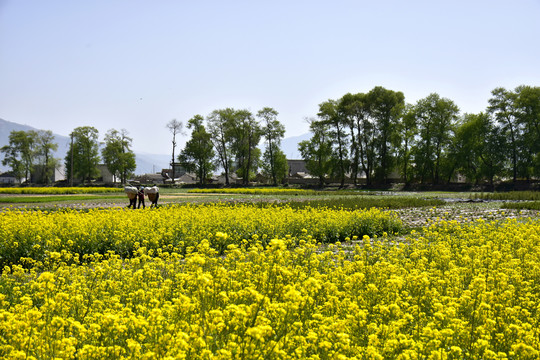 乡村油菜花