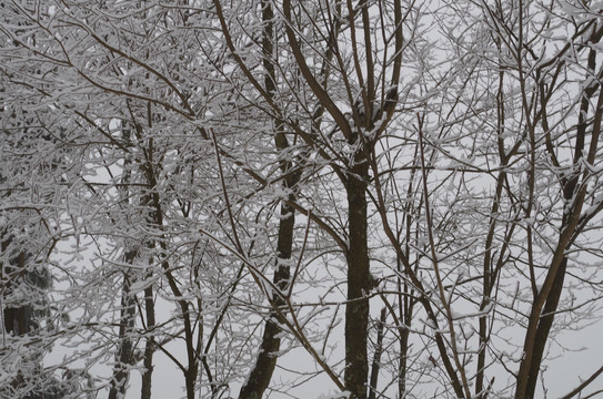 雪景