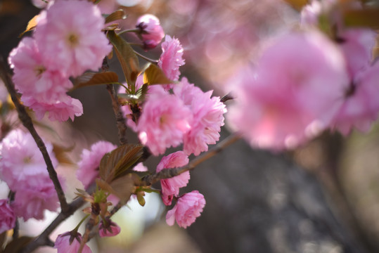 樱花