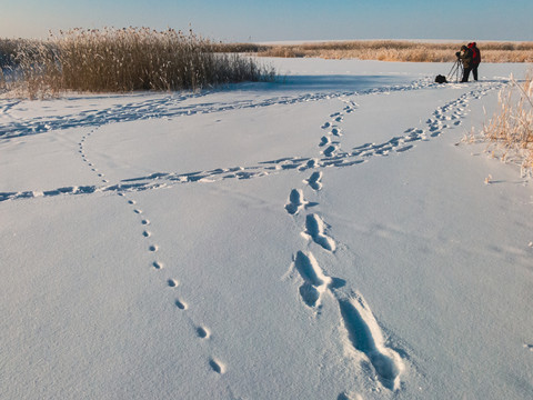 湿地雪地脚印摄影人芦苇