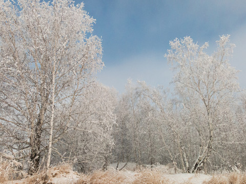 冬季白桦树雾凇天空