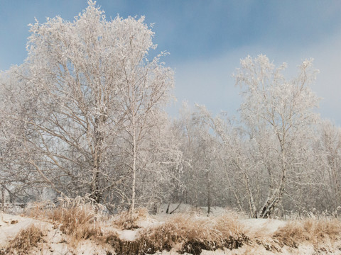 冬季白桦树雾凇