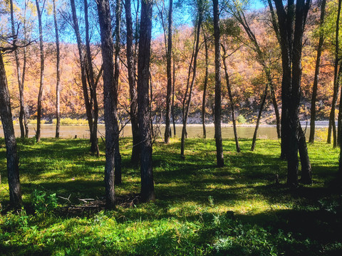 秋季森林河流阳光树林