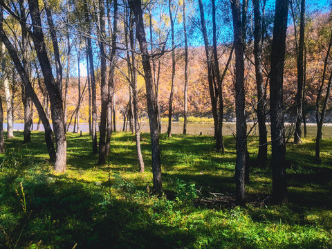 秋季阳光树林