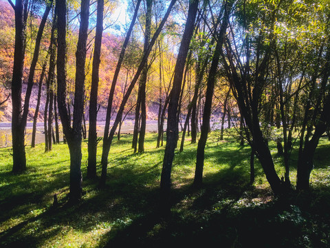 阳光树林森林秋色