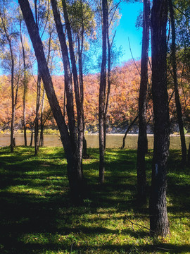 秋天的阳光树林