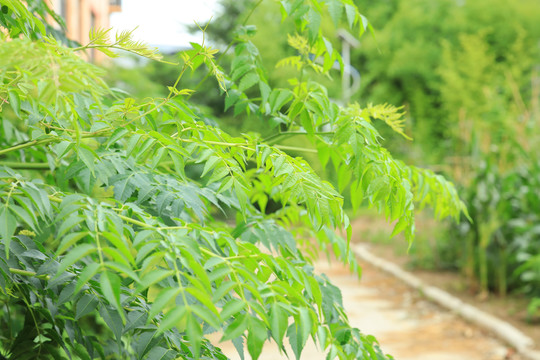 儿童植物科普楝树