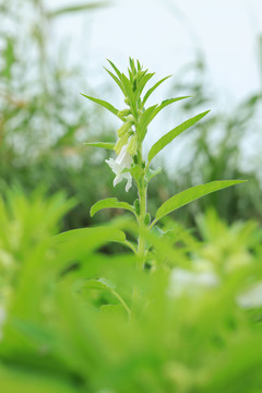 农家芝麻地