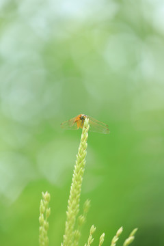 蜻蜓与绿叶