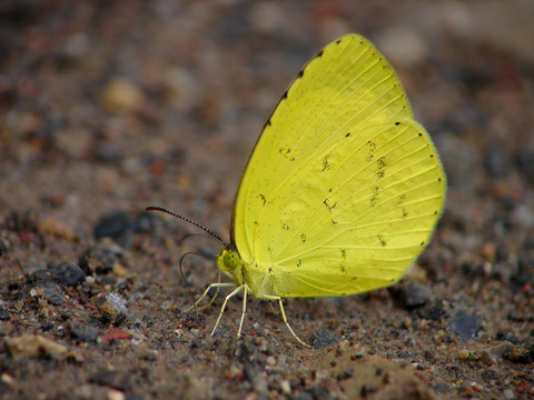 野外的一只黄粉蝶