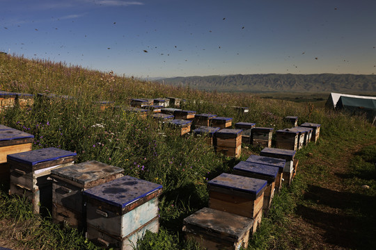 养蜂场养蜂人