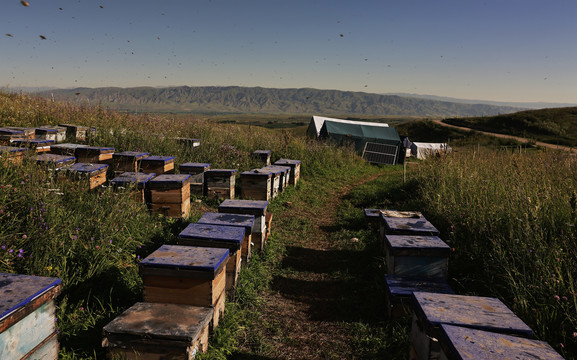 新疆养蜂人
