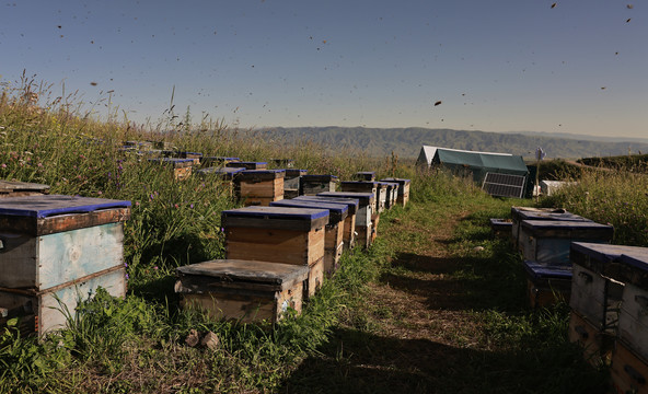 新疆养蜂人