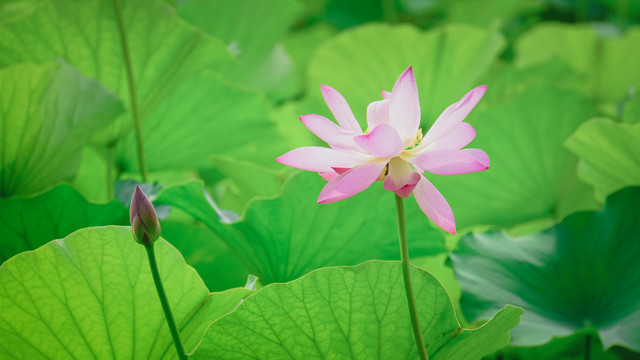 荷花