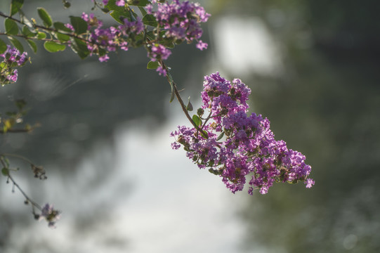紫薇花开