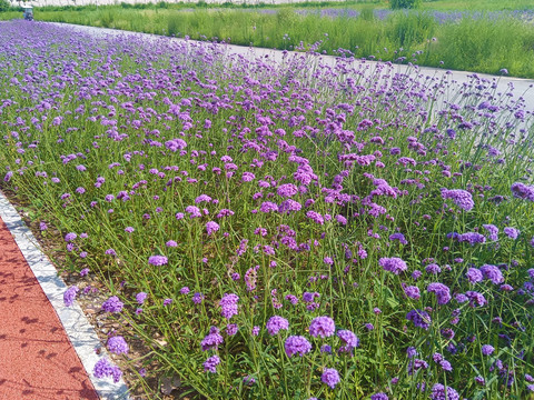 紫色花海