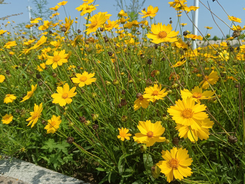 金鸡菊