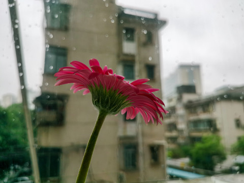 非洲菊特写