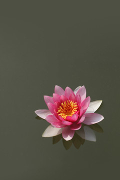 睡莲