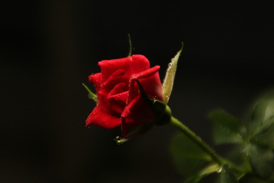 玫瑰特写玫瑰红玫瑰玫瑰花素材