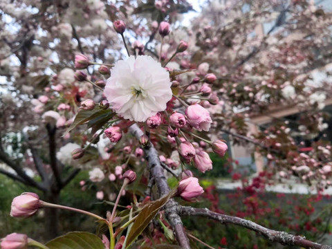 樱花灿烂