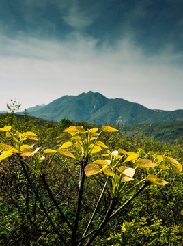 远山