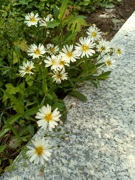 白色小野菊花