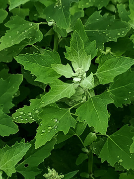 晨露小雨中的灰菜小藜野菜野草