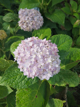 绣球花夏季花卉