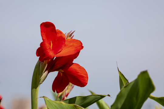 美人蕉花