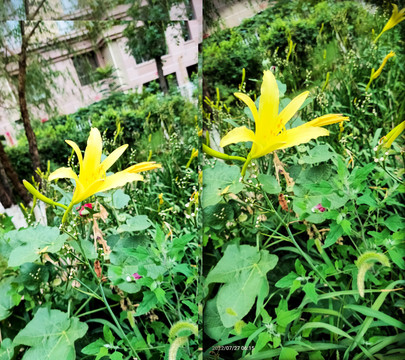 夏日黄花