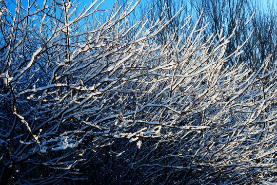 蓝天树枝冬季树挂