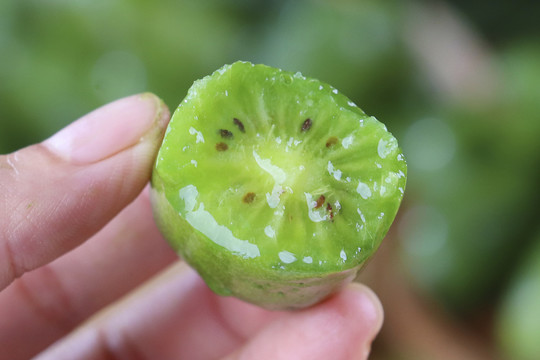 软枣猕猴桃拇指猕猴桃