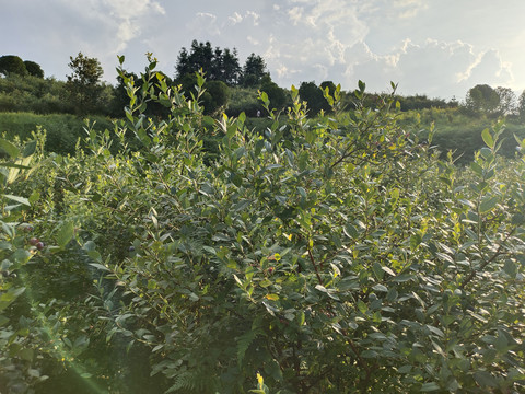 蓝莓树特写