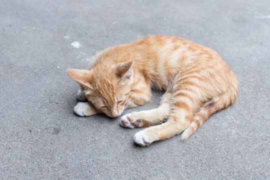 田园猫猫咪幼崽