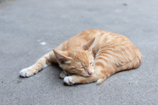 田园猫猫咪幼崽