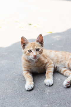 田园猫猫咪幼崽