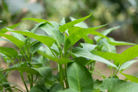 菜地里的空心菜