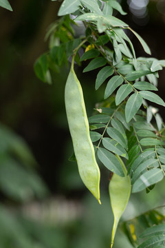 皂角树植物
