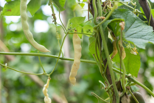 菜地里的四季豆