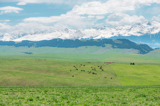 新疆伊犁喀拉峻大草原