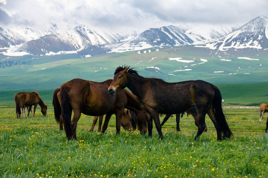 新疆伊犁那拉提大草原的马儿