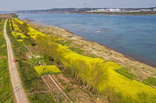 油菜花海