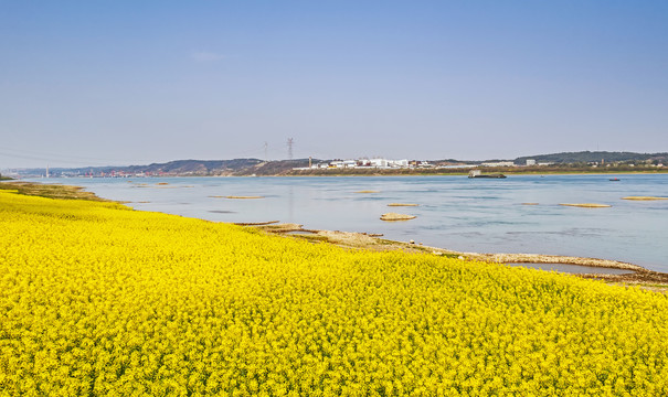 油菜花海