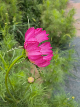 雨后格桑花