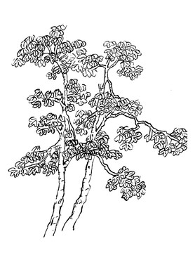 手绘国画植物树木梧桐王维