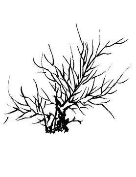 手绘国画植物树木素材