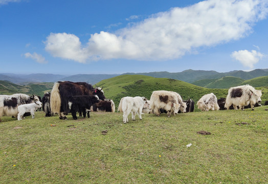 草原上的牦牛群