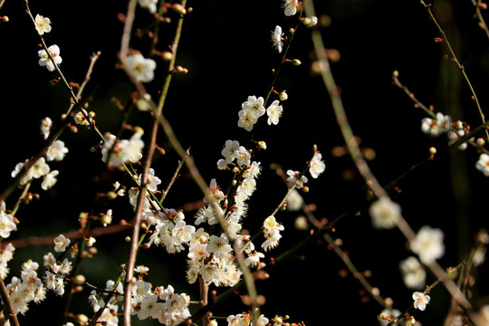 梅花