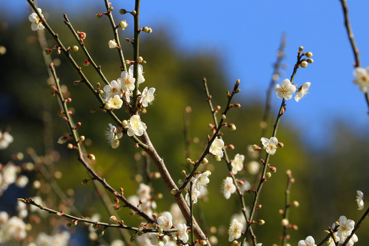 梅花